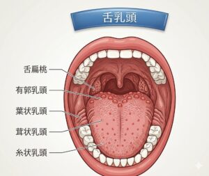 舌の解剖学的イラスト。舌が白くなる部分をわかりやすくイラストにしてます。オリジナルのイラストです
